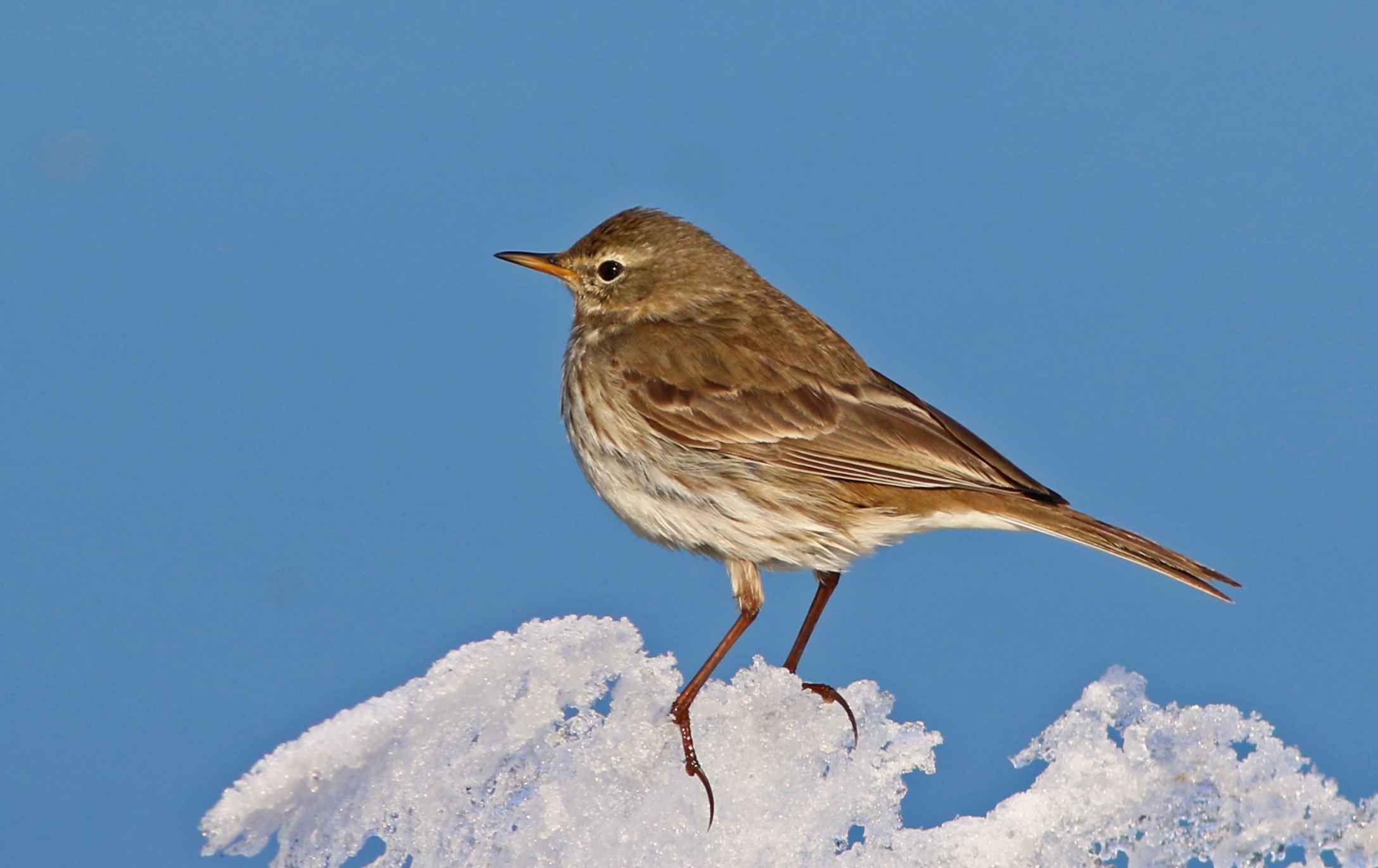 Water Pipit
